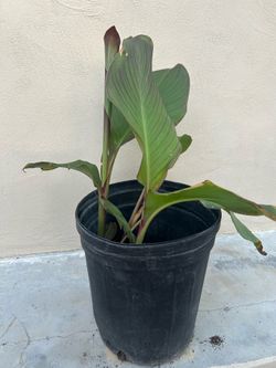Canna Lily Plant