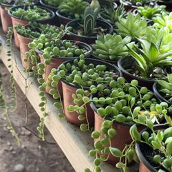 Succulents Plants 4”pot