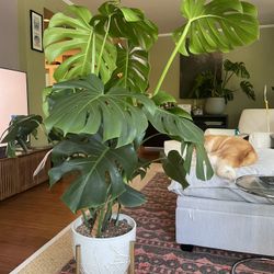 HEALTHY! Monstera w/ white ceramic pot 12” pot