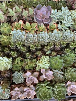 Succulents