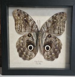 Owl Butterfly Framed Specimen