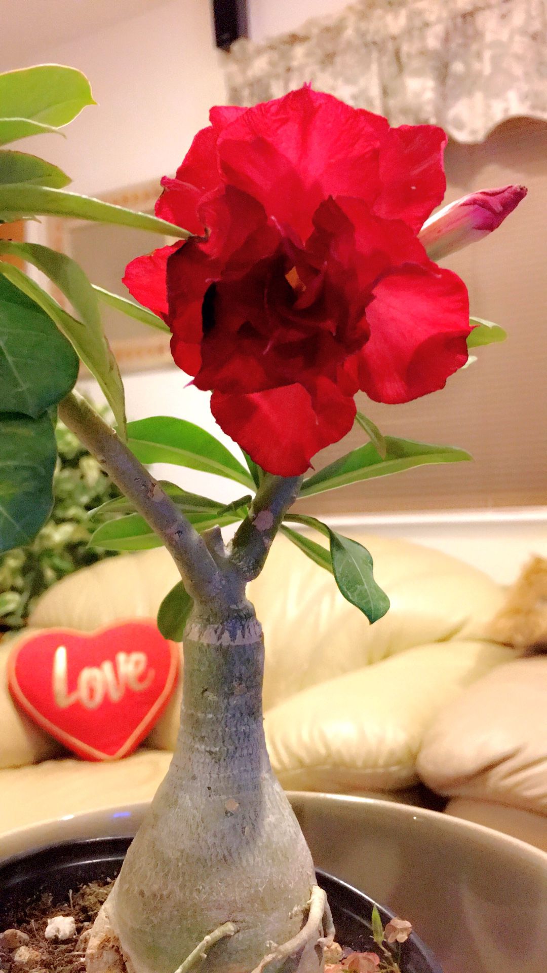PLANTER IS NOT INCLUDED - Full Red Triple Flower Desert Rose - Just the plant only - Outdoor Plant