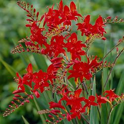 🌺 Perennial Bulbs And Tubers 🌺