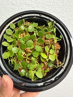 Dischidia nummularia x unknown seedling