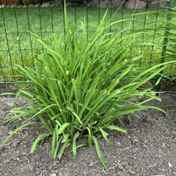 Daylily Plant
