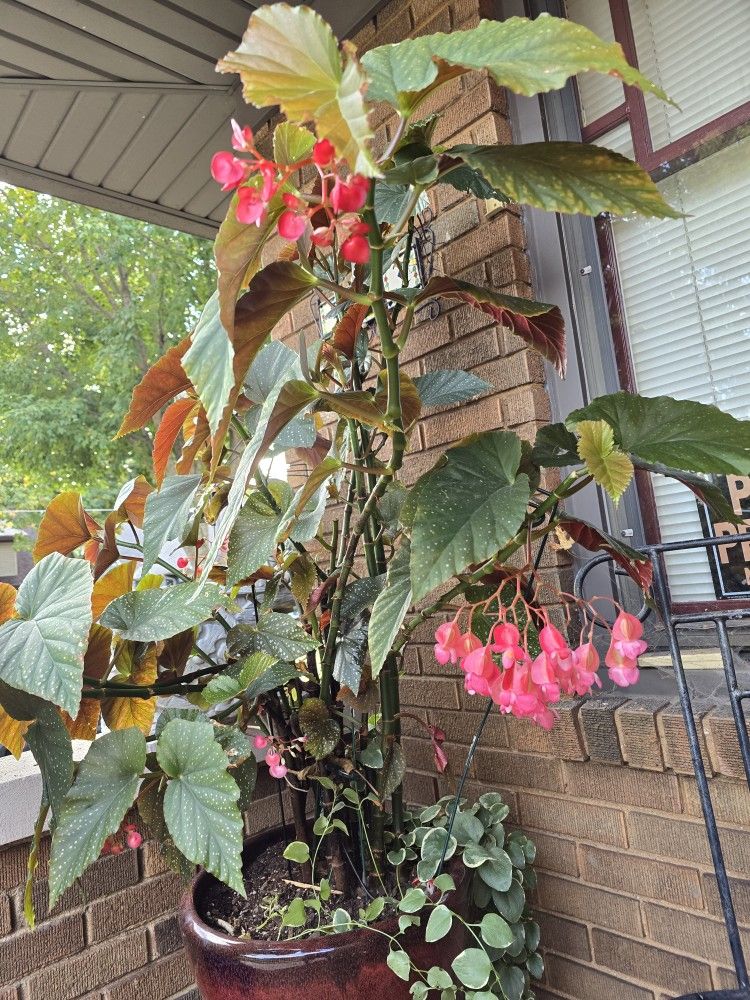 FREE Cuttings Of Angel Wings Begonia Plant. Pick-up In Aurora.