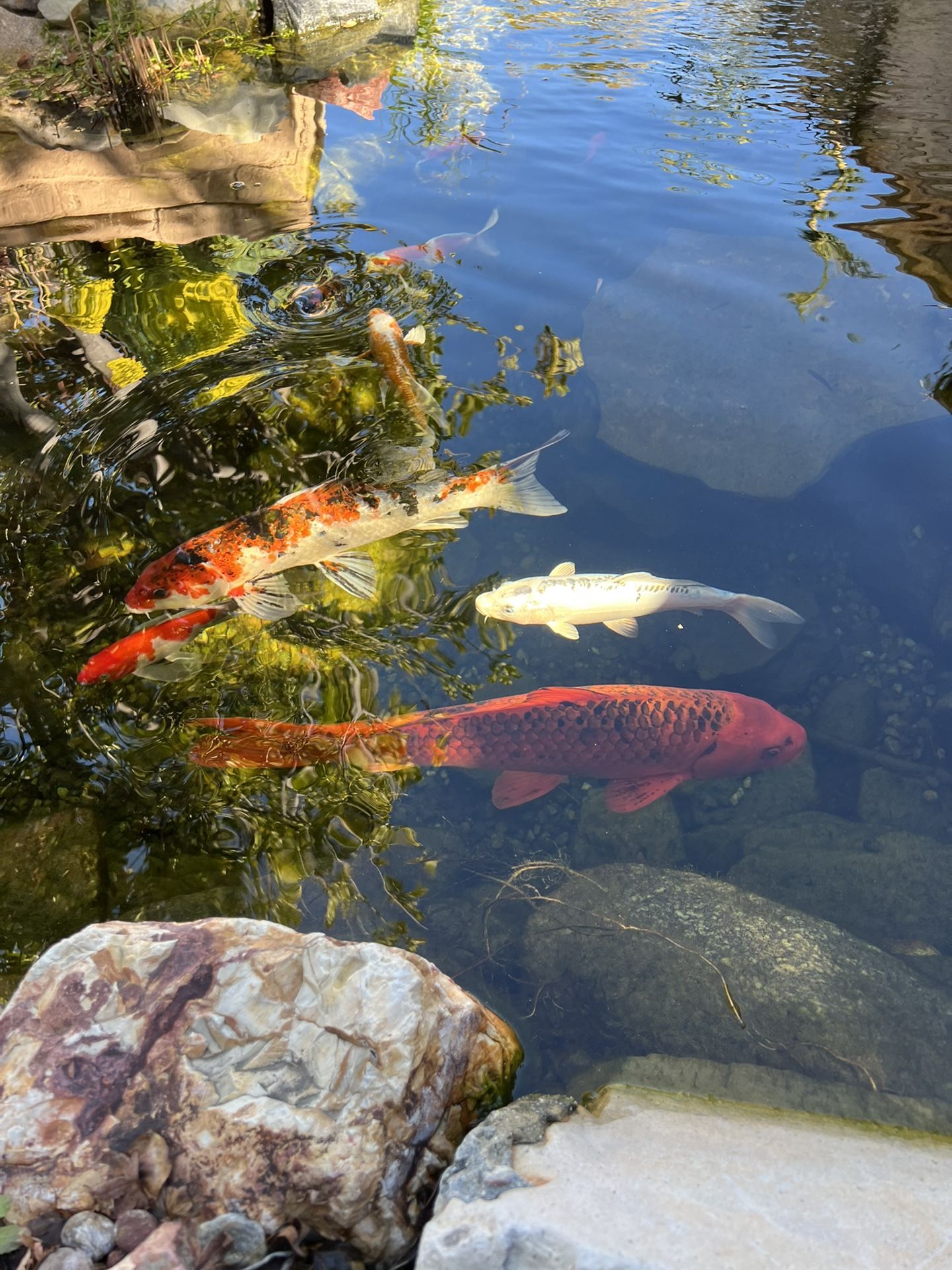 Pond & Fountain Service