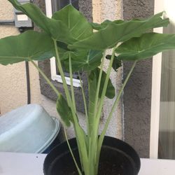 Calocasia esculenta (Bac Ha)