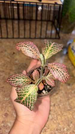 Small fittonia plant (nerve plant)