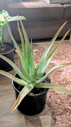 Large Aloe Vera Plant
