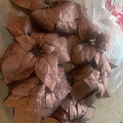 Flores Noche Buenas Coló Cafe Todas Por $10