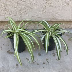 Variegated Spider Plants Houseplants, 1 Qt