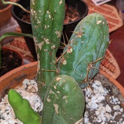 Penis Cactus