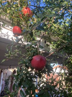 Organic Pomegranate