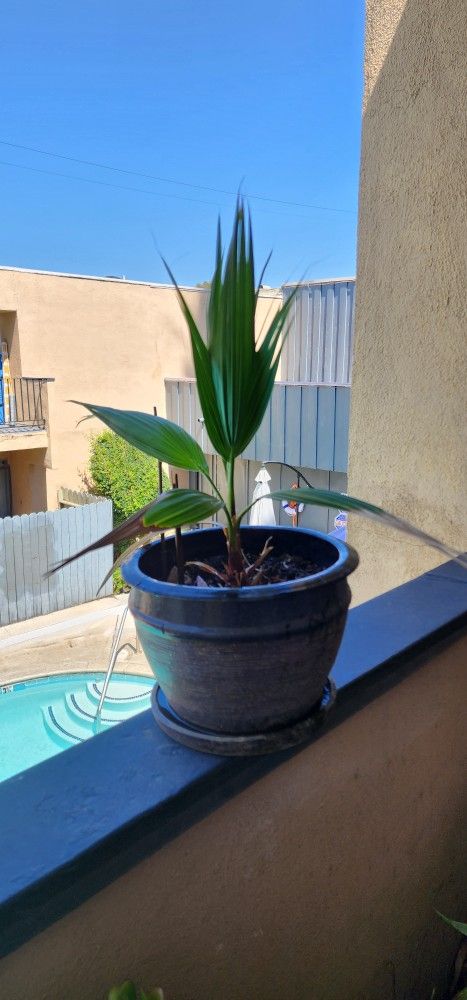 Potter Plants