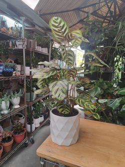 Calathea Prayer Plant