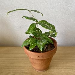Dracaena Surculosa Florida Beauty Houseplant Plant In 6in Terracotta Pot