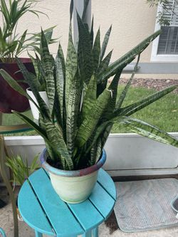 Snake Plant Planter