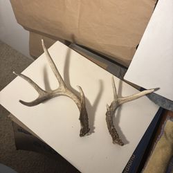 Deer Antlers, 1 Large and 1 Small