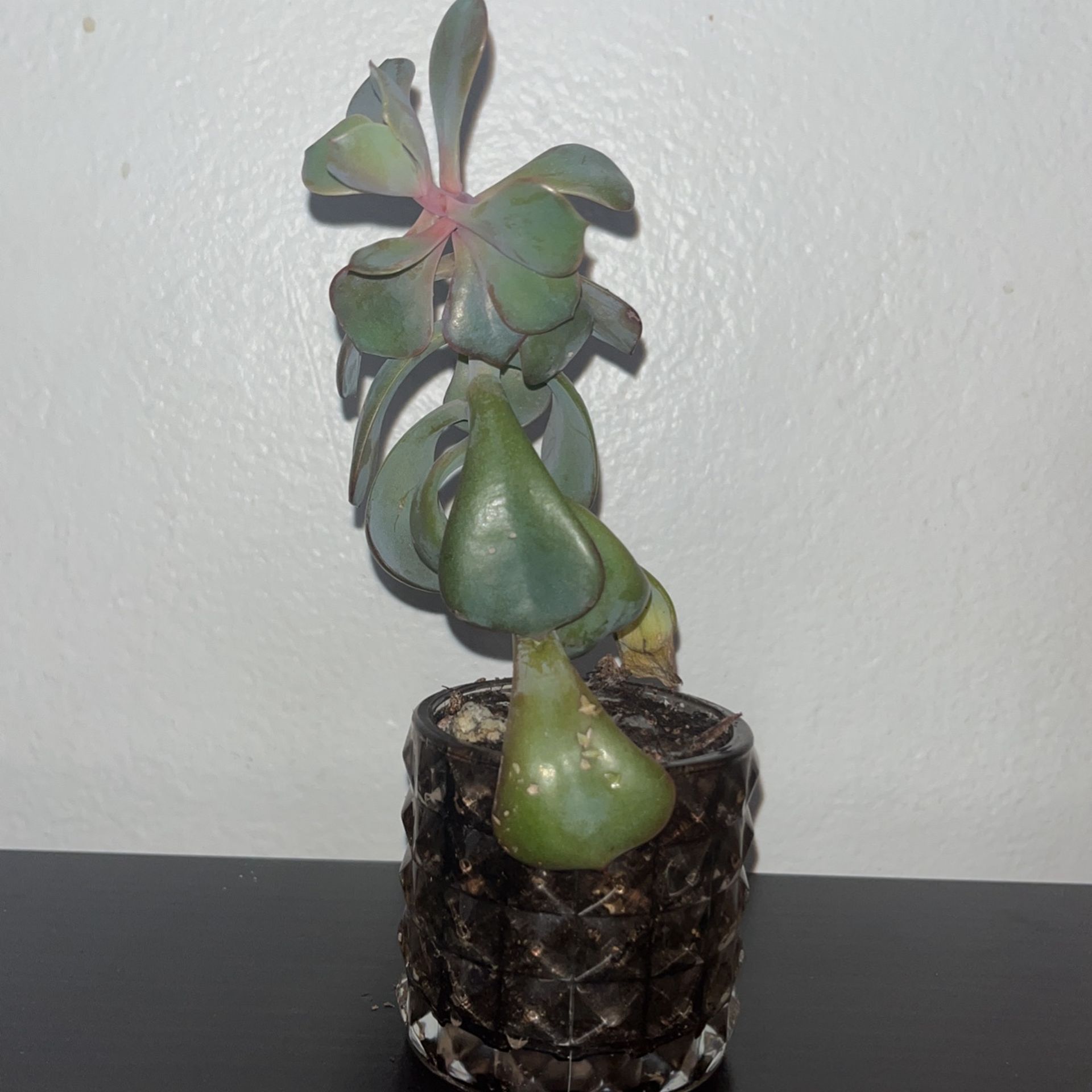 Really Like This House Plant But Need To Raise Money Send Offers:/