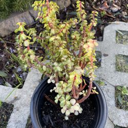 Rainbow Elephant Bush