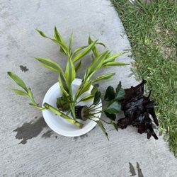 Aquarium Plant & Driftwood 