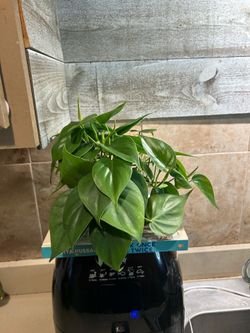Variety of small plants (4” pots”) price per one plant
