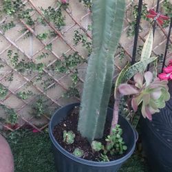 Succulent Plants  With Big Cactus 