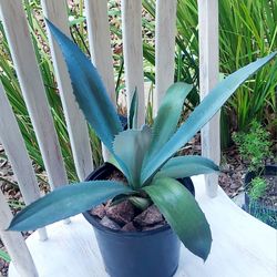 Living Plant 🌱 Agave Americana on 7"H Pot ::: Outdoor