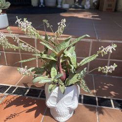 African Silver Squill House Plant