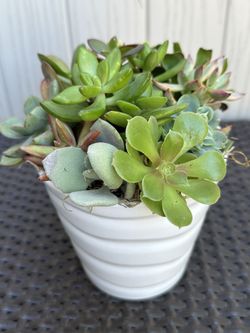 Succulent Arrangement 