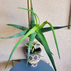 Aloe Vera Plant In Designer Pot 
