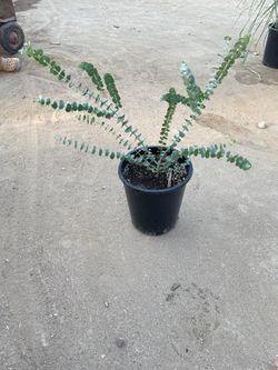 Baby Blue Eucalyptus