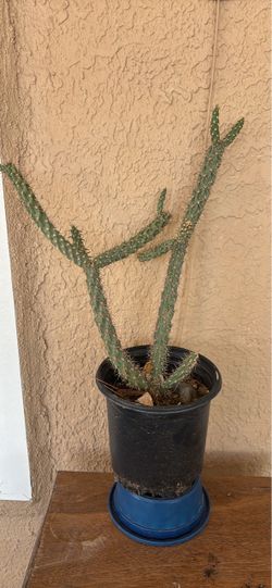 Cholla Cactus. Santa Teresa Westside