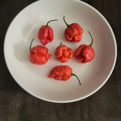 Organic Carolina Reaper Pepper Plants And Seeds! 2026 SEASON EARLY RELEASE! Hard to find! Available Now!