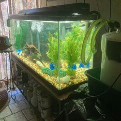 FISH TANK 55 Gallons Complete 