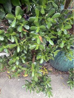 Garden plant