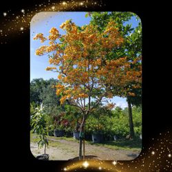 Gorgeous Tall Yellow 💛 Bougainvillea Tree With Beautiful Flowers $450