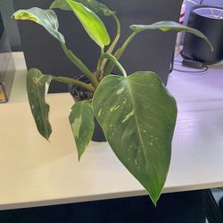 Philodendron White Princess plant