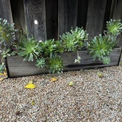 Succulent Box 44” Long