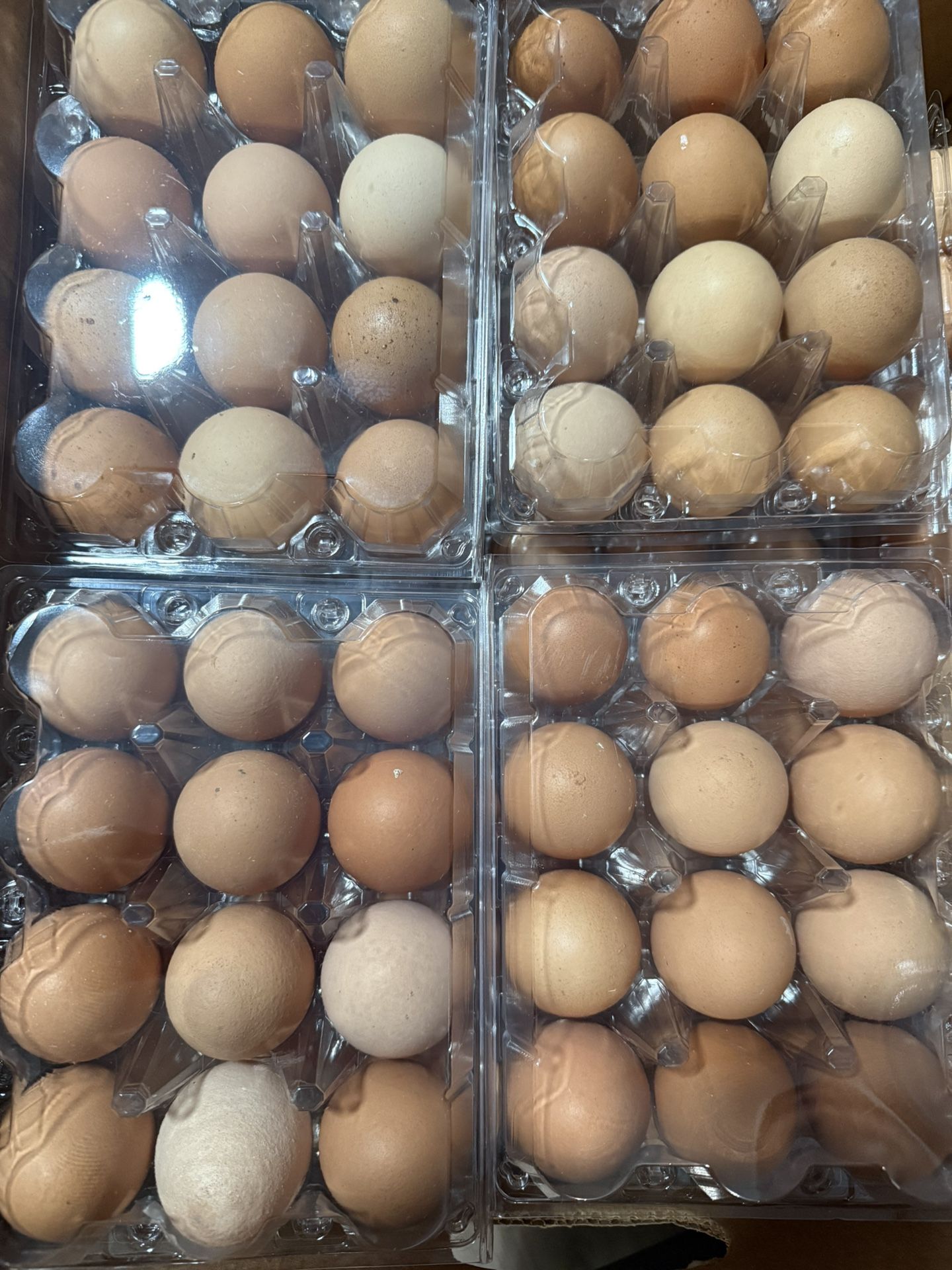 Fresh Eggs