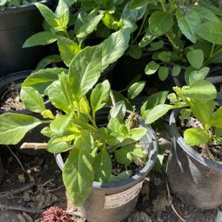 Planta de Insulina / Insulin Plant