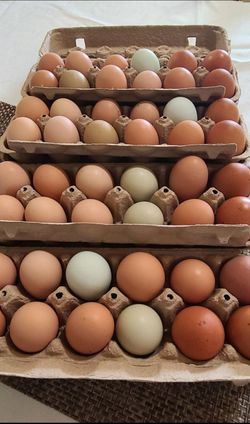 Fresh chicken eggs
