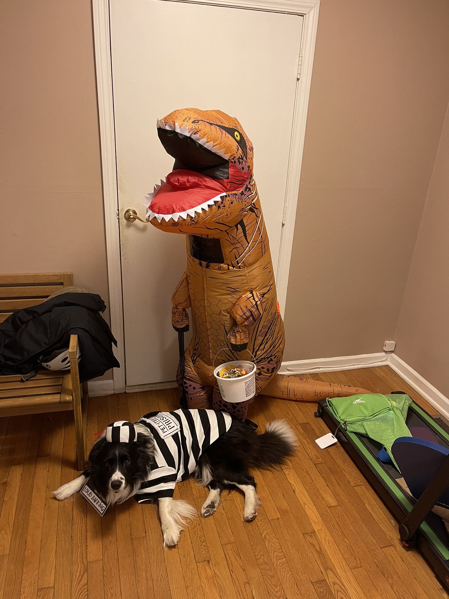 Hilarious T‑Rex Dinosaur Costume – but dog stays!