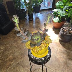 Succulent Arrangement In Ceramic Pot With Plate