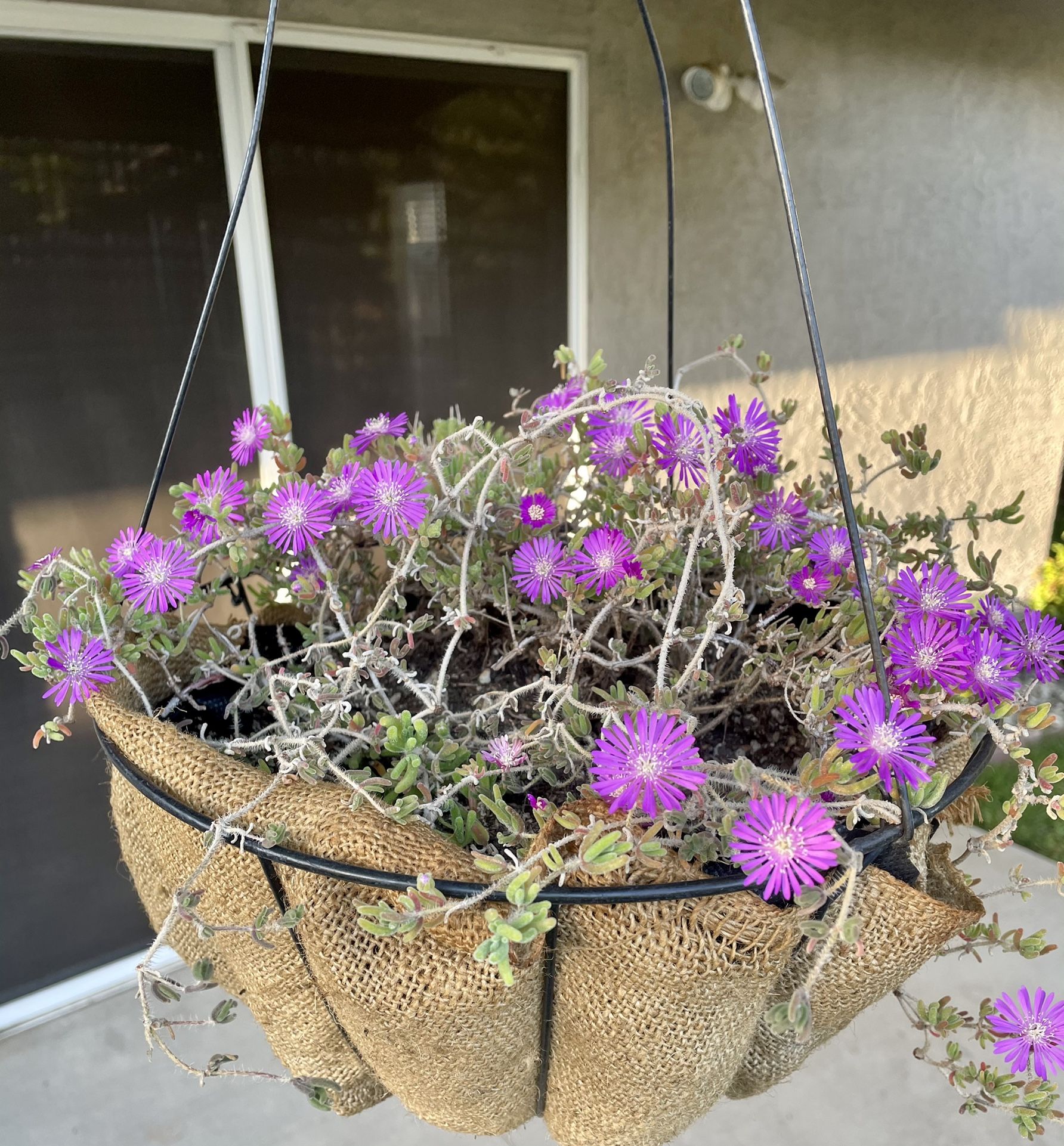Hanging Basket W/ Blooming Ice Plant Succulent Ground Cover