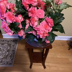 🪸Begonia plant🪸