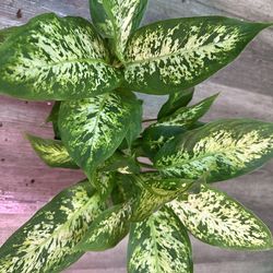 Dieffenbachia Plants cây Môn trường sinh