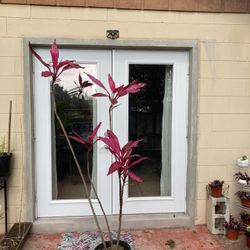 Red Sister Ti Plant Tall