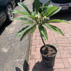 Plumeria